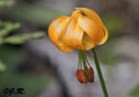 Lilium columbianum